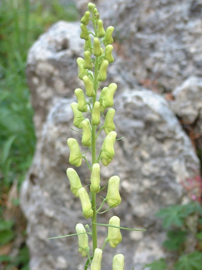 Aconitum lycoctonum / Aconito strozzalupo